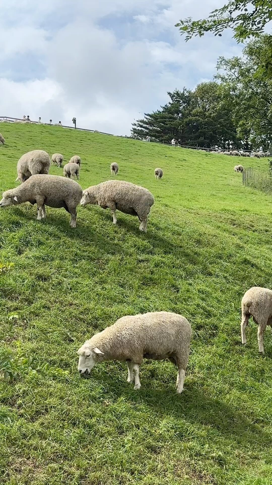 여름은 평창이지 🌿🏝️

📌 대관령 양떼목장
대관령면 횡계리 14-104 대관령양떼목장

아이들과 함께 가기 좋은
여행 필수코스 양떼목장이에요!

평창에는 양떼목장만 세 개인데요
검색 해서 마음에 드는 목장으로 떠나보자구요 💚
✔️ 삼양라운드힐
✔️ 대관령 하늘목장
✔️ 대관령 양떼목장

올라갈 땐 힘들지만
고산지역의 시원한 바람이 쉴 틈없이 불어서
그늘에 있으면 최고의 피서지에요 🌬️🍃

푸릇푸릇한 색상이 가득해서
눈과 마음을 쉴 수 있는 최고의 여행지
추천드립니다 🐑🐑🐑🍀

#여름여행 #여름여행지 #평창여행 
#양떼목장 #강원도여행 #여름데이트