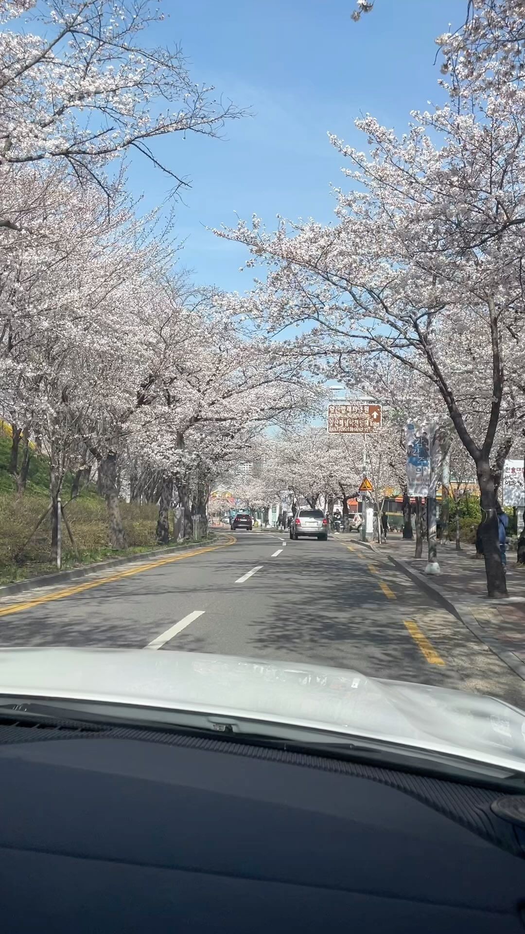 우리동네 벚꽃명소 🌸