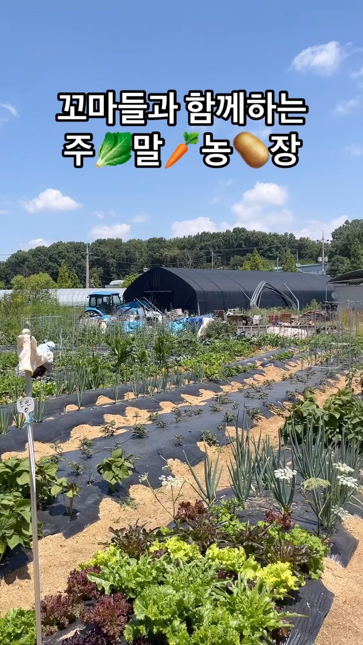심고, 캐고, 맛보는 재미🥕🥬🥔🫛

#김포주말농장