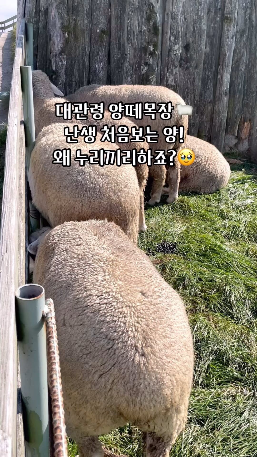 24.08.14
대관령 양떼목장🐑

실제로 양을 처음봤는데 더워서 그런지 애들이 그늘에 있더라구요!

.
.
.
근데 만화에서 보는 양은 하얗던데 실제로는 누리끼리하네요?😂

그래도 복실복실한게 너무 귀여워요!

가까이가면 좀 무섭지만😶‍🌫️

그리고 무엇보다 파란 하늘과 푸릇푸릇한 목장이 어우러져

수채화물감을 풀어놓은듯한 그림같은 풍경에 힐링 제대로 하고 왔어요❤️

#강원도 #강원도여행 #대관령 #대관령양떼목장 #신혼부부 #신혼스타그램 #부부 #커플