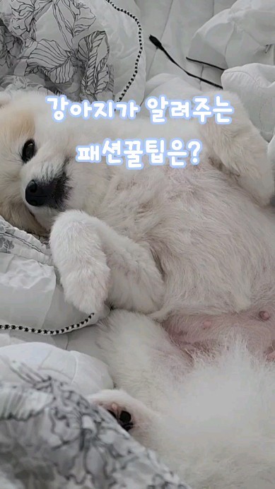 강아지의 패션 꿀팁은?!
존재 자체로 소중한 댕댕이지만
더 사랑스럽게 해주는 코디룩으로 만들어봤어요.☺️
1. 털이 쪘을때나, 모량이 많은 댕댕이를 위한
케이프 디자인😝 
스위티 스티치에는 다양한 케이프 디자인이 있어요.

2. 간단하게 털이 삐져나올때
 할수있는 강아지 머리핀도 있어요.☺️

3. 그리고 밥 먹을때나 간단히 꾸밀수 있는
귀여운 빕도 있어요.

4. 외출하거나 카페갈때, 산책할때 입고 벗기편한
하네스 디자인도 많답니다.
(사랑이가 티셔츠는 싫어하고 하네스만 입어서 많답니당ㅎㅎ)
벨크로 조절로 입기 편한 멜빵 디자인도 많아요!

5. 크리스마스, 설날 등 시즌에 맞춰서 나오는 옷들도 있어요.☃️

6. 샤워가운, 우비, 구명 조끼 등 다양한 아이템을
직접 만들 수 있는 클래스도 있어요.🙊

스위티 스티치에서 사랑스러운 코디로 꾸며봐요.💕
맞춤제작도 가능하고, 
공방에서 직접 만들수도 있어요.
강아지옷 만들기는
원데이 클래스, 정규반 (초급, 중급, 고급) 운영중이에요.
곧 소품반, 아기옷반도 보여드릴게용👐

#울산강아지옷만들기 #울산강아지 #강아지맞춤옷