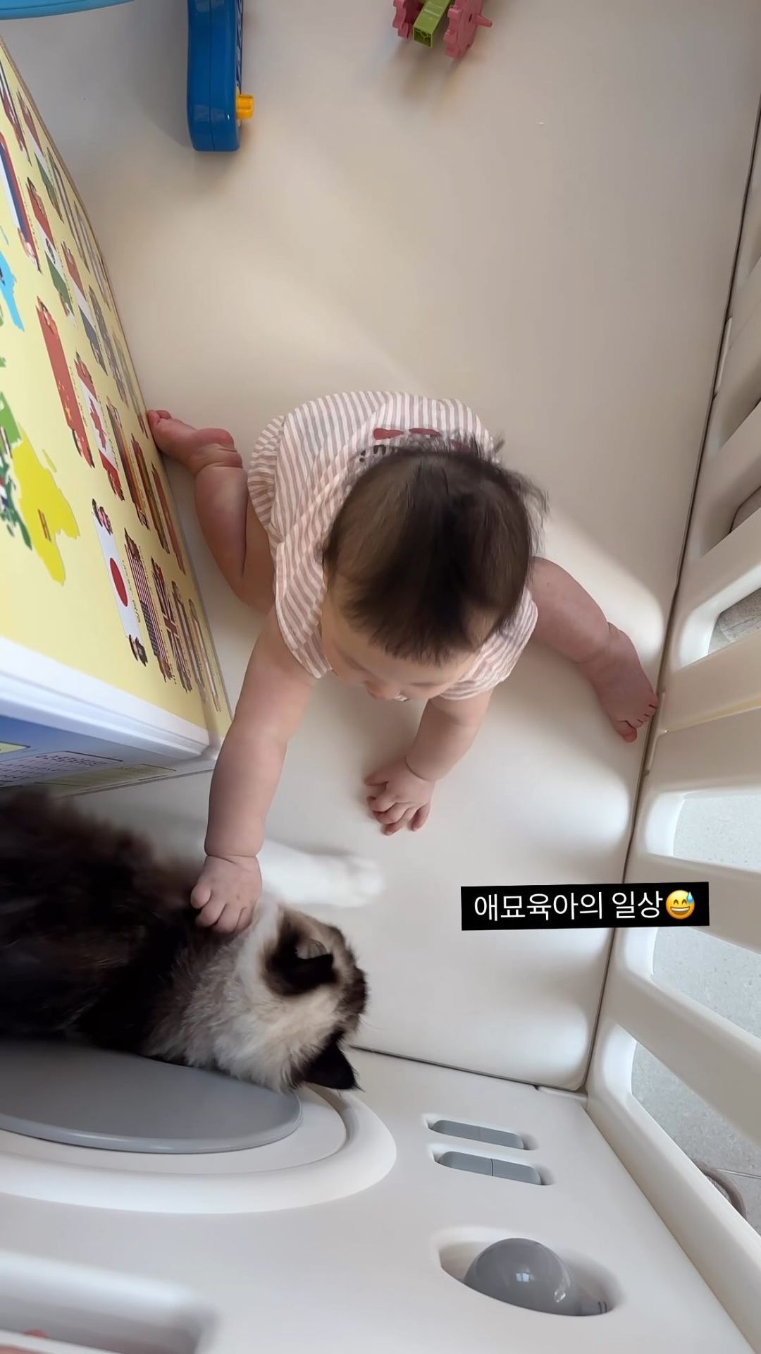 임신 중일땐 주변의 시선도 그렇고 걱정이 많았다 (*ﾟｰﾟ)ゞ

혹~시나 고양이가 아가한테 냥냥펀치 날리지 않을까
어릴 때 입질있던 고양이라 물진 않을까
설마 발톱을 세우진 않겠지
털 알레르기 있으면 어쩌지 등등

직접 겪어보니 고양이를 좋아하는 아기는 쫓아다니기 바쁘고
저돌적인 아기가 무서운 고양이들은 도망가기 바쁨ㅎㅎㅎ
다행히 털 알레르기는 없는 것 같고 열심히 돌돌이 중.ᐟ.ᐟ

고양이들마다 성향은 다르겠지만 일단 이정도로 만족
앞으로 울 냥이들이 아가를 조금만 덜 무서워하고 친해졌으면ᰔ

#애묘육아 #합사 #랙돌 #러시안블루 #7개월아기
