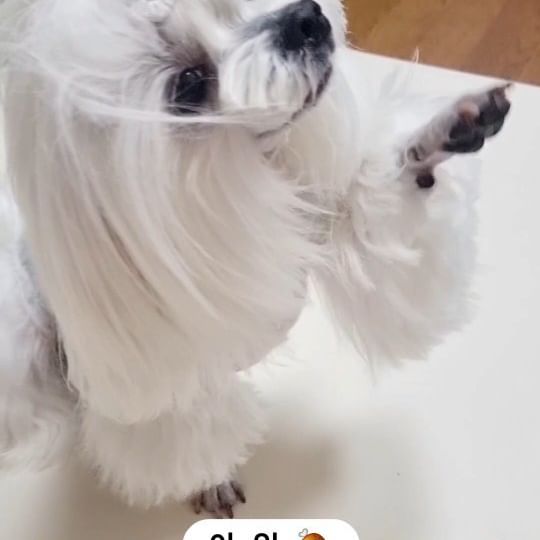 아~잉~♡

이런것도 할줄아는 강아지🤭

#덥다
