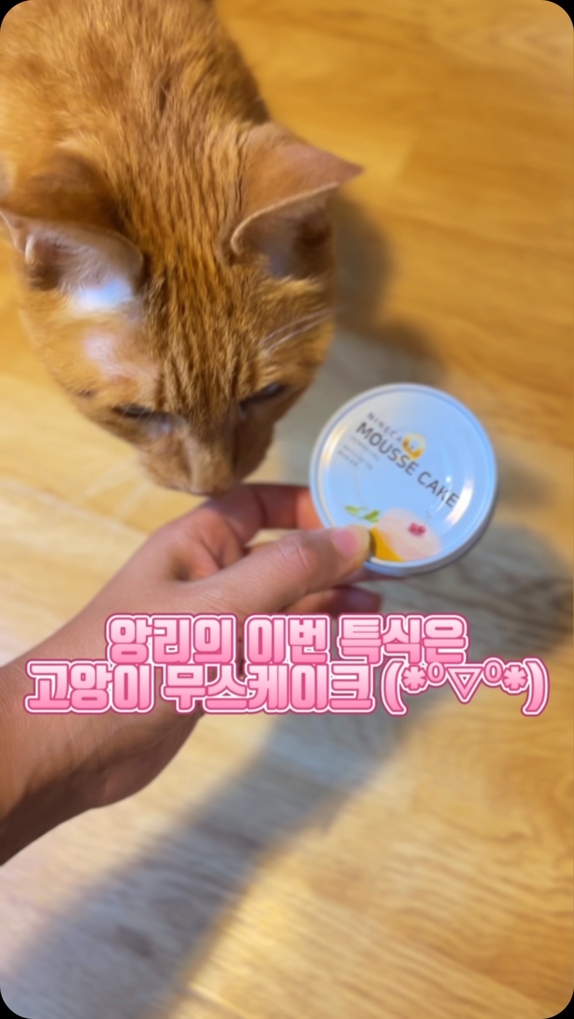 #협찬 #나인케어 @mako.pet

까다로운 앙리도 잘먹는
나인케어 무스케이크🫶🏽

세가지 맛인데 전부 기호성이 좋아요👏🏽👏🏽

#나인케어무스케이크 #고양이캔
#영양캔 #고양이영양식