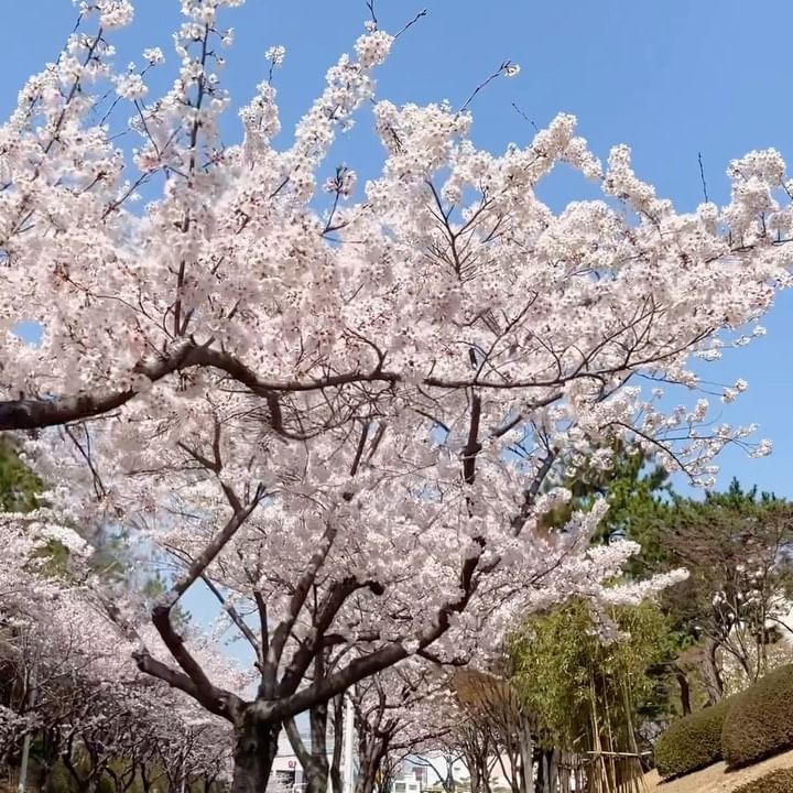 #벚꽃 #울산 #현대예술공원 꽃비 내리는 중🌸