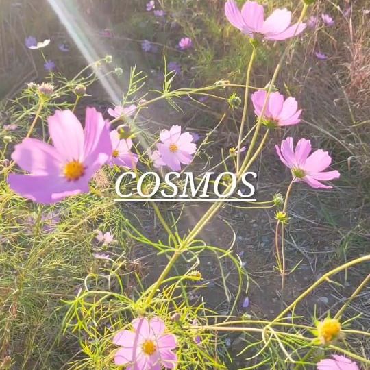 가을느낌 가득한 코스모스 밭에 치티치티 때구의 등장🌸👽🌸