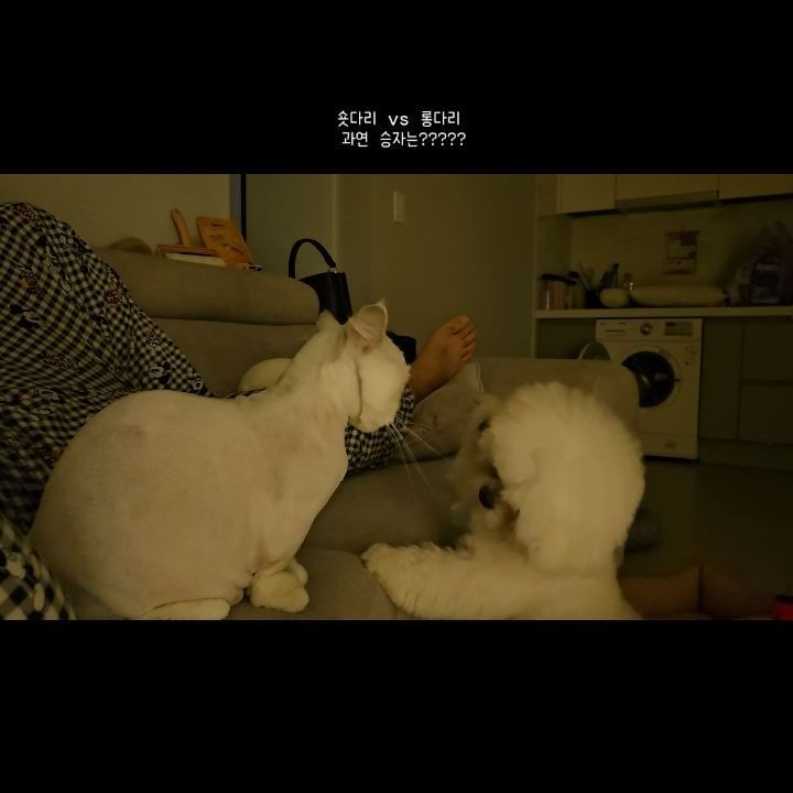 빠비 vs 밍크