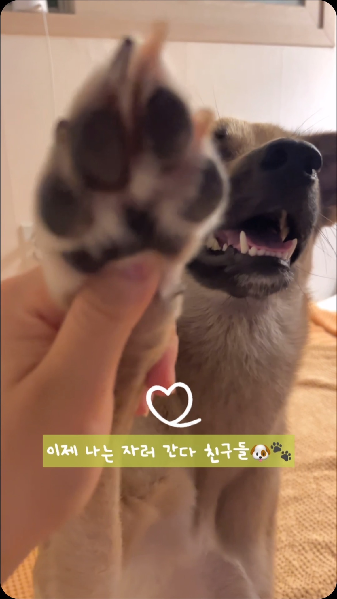 #협찬 #제품제공 @doddlor_official 

수의사가 만든 풋 케어 제품 디펜더나인 🐶🍃을 제공받아 사용해 보았어요
너무 덥고 습한 이번 여름 산책업자인 최우동도 피하지 못한 습진 🤧
외부 자극에 그대로 노출되고 건조해지는 발패드를 방치하게 되면
패드 까짐으로 인한 상처로 염증이 될 수 있고 심하면 관절 손상까지...!
발바닥이 예민해 뭐 발라주면 핥아버리곤 했는데
무향이기도 하고 금방 흡수되어서 발사탕도 하지 않았고
스프레이에 크림까지 발라주니까 확실하게 건조함이 사라졌어요
다가올 겨울의 건조함과 다시 올 여름의 습함을 대비해
유해성분 무첨가된 두들러 제품으로 천연 보습막 만들어 주자구요~! 🐕

💚 전국 여러 동물병원에서 사용될 만큼 신뢰받고 있는 제품 
💚 자연에서 얻은 로즈마리 오일을 첨가해 스트레스 이완, 불안감 감소에도 도움을 준다고 합니다 🌱
💚 세트 할인가 크림 + 스프레이 38,000원 → 22,800원 !!!

#도들러Doddlor #강아지발바닥 #강아지발바닥크림 #강아지발바닥보습제 #강아지스프레이 #반려견산책 #강아지산책 #강아지산책용품 #강아지습진 #디펜더나인 #풋스프레이 #풋크림강아지보습제 #고양이보습제 #발바닥보습제 #모이스처크림 #반려동물보습 #강아지산책스프레이 #강아지스프레이 #강아지미스트 #강아지해충방지