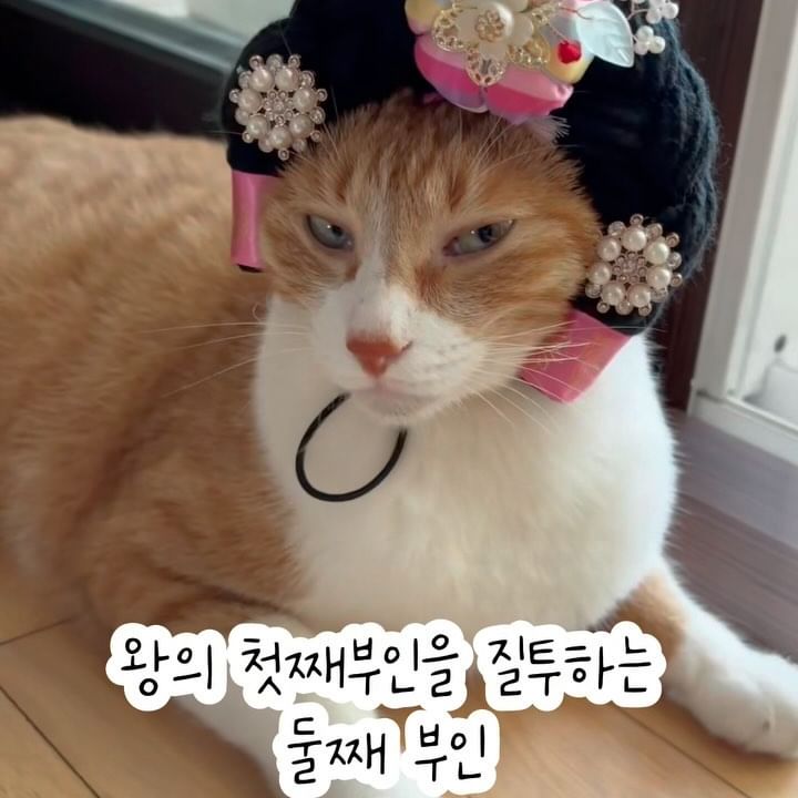 #이벤트당첨 으로 받은 한복가채! 

받자마자 퀄리티가 너무 좋고 예뻐서 놀랐어요💘
여우가 쓰니까 왕 첫째부인 질투하는 둘째부인 같은거 있죠 🤭
다들 여우랑 한복가채 쓰고 같이 질투해죠 〰〰️

🏷️ @milkymong._
