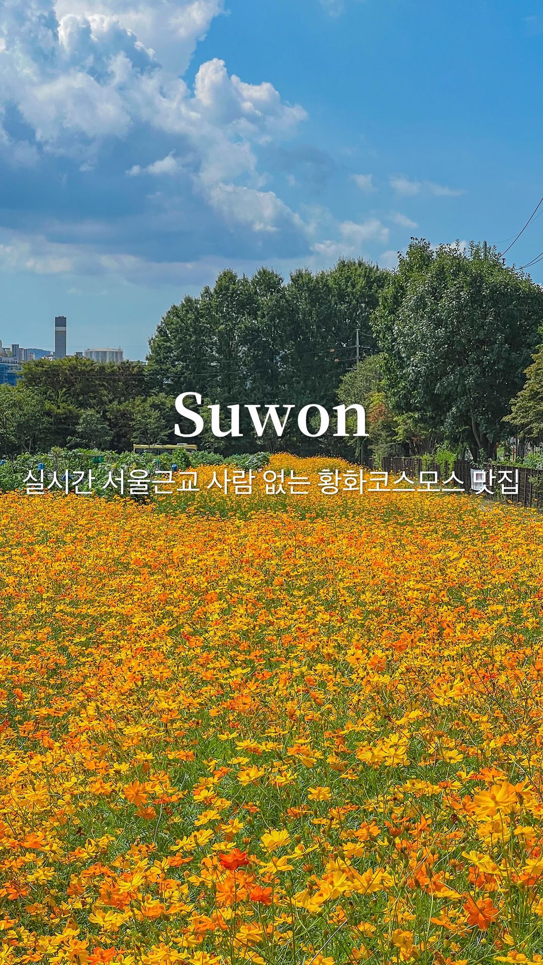 (저장) 실시간 서울근교 사람 없는 황화코스모스 맛집

요즘 데이트코스로 행궁동 많이 가시잖아요?! 
행궁동에서 차로 20분 거리에 사람 
없는 황화코스모스 맛집이 있다는 거..🧡
연휴에 갔는데도 아무도 없었어요!!
양귀비, 해바라기 등 봄, 여름에 예쁜 꽃들이 피어났던 
수원 탑동시민농장에 지금은 황화코스모스와 댑싸리, 
천일홍이 만개했어요!!

천일홍과 댑싸리는 근처에 있고 황화코스모스는 텃밭을 둘러 
쭉 심어져있더라구요! 원래는 댑싸리랑 천일홍 보러 간건데 
황화코스모스길이 생각보다 길고 풍성해서 젤 예뻤어요..🧡

댑싸리는 날이 더워서 그런지 마른 부분도 있더라구요! 
천일홍은 그늘에 앉아서 구경하기 딱 좋아요👍🏻 여기만 
오기보다는 저처럼 행궁동 들리는 김에 오시는걸 추천드려요 :)

📷 2024.09.17

📍수원탑동시민농장
경기 수원시 권선구 서둔로 155 서울대학농과대학부속
🅿️주차 가능
(내비에 안내된 주차장에서 살짝 더 직진하다보면 오른편에 다른 입구가 있어요! 거기가 댑싸리, 천일홍 바로 앞이랍니다👍🏻)

@a.0_daily 팔로우 하시고 실시간 여행 꿀팁 확인하세요 ◡̈