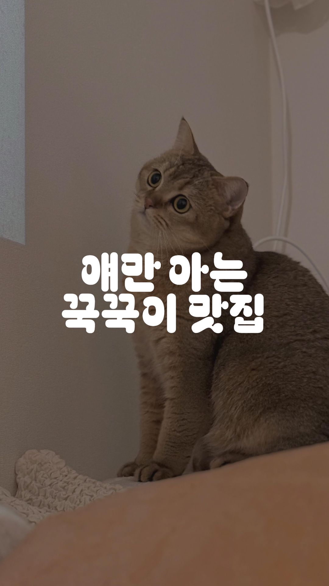 니들이 이 맛을 알아?
마라탕 먹고 바로 누운 집사 뱃살 맛 🤤
.
.
.
🏷️
#고양이 #고양이그램 #고양이스타그램 #냥팔 #냥팔맞팔 #냥스타그램 #브리티쉬 #브리티쉬숏헤어 #고양이집사 #초보집사 #집사맞팔 #랙돌 #브숏골드 #고양이꾹꾹이 #캣스타그램 #좋아요반사 #좋반 #개냥이 #catstagram #cats__of_instagram #catsofinstagram #Catlife #cat #kitten #cutecat #cats #catgram #ragdollcat #오늘 #목요일