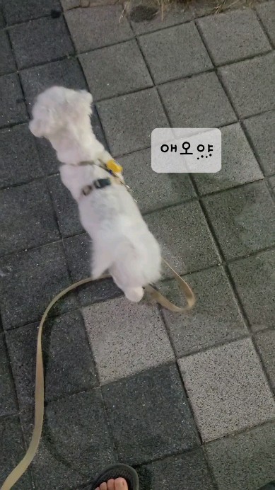 확실히 저녁은 가을입니다.

#아기말티즈애오#밤산책
#산책길읔지그재그