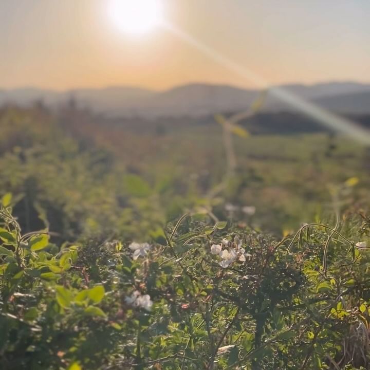 제주 3박4일 

#제주수국
#제주수국명소 
#제주여행
#제주서쪽
#제주동쪽
#제주가볼만한곳 
#제주여행 
#jeju #jejuisland #familytrip