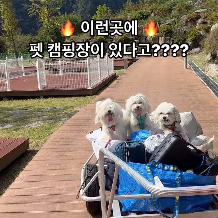 이벤트 당첨되서 다녀온 정선 펫캠핑장!!🏕️🫶🏻

펫캠핑장은 처음인데 이렇게 깨끗하고 취사장 샤워장 펫샤워장 펫운동장 화장실 다 갖춰지고 산속에서 공기 좋게 있다 가는게 너무 행복했어요🥰🥰
직원분도 너무 친절하셔요!👍🏻

저희가 간날 딱 저희만 있어가지고 전세를 내버렸네요 ㅎㅎㅎ 너무 행복했습니다 

처음으로 아무도 없는데서 마음껏 운동장이랑 캠핑장 뛰어다녀서 모찌 보보 배배 너무 행복해했어요🥹

그리고 날씨도 너무 좋았어서 사진이 너무 잘 나오더라구요!

시설이 너무 깨끗해서 정선인데도 후회없고 다음에 또 오려구요!

완전 천국이었습니다!🥳🤩🤓
#정선여행 #와와정선 #캠핑장 #펫캠핑장 #강아지동반캠핑 #펫캠퍼 #가을캠핑 #인친 #맞팔 #견주소통 #멍팔 #댕댕이 #일상 #일기장 #강아지촬영  #강아지사진촬영 #좋아요반사