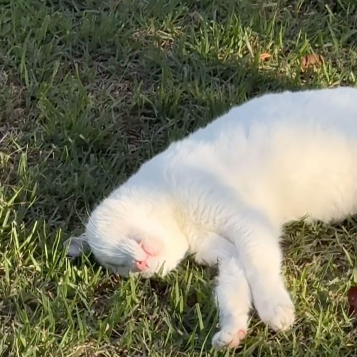 마지막에 심쿵사 ♡(⸝⸝◜~◝⸝⸝) | #경주 #오릉 마스코트 냥이 영접..🐈🤍
실컷 궁딩팡팡 당하고 거하게 자는 중 ..🥹🫶🏻✨
.
.
.
.
#고양이 #고양이애교 #개냥이 #고양이릴스
