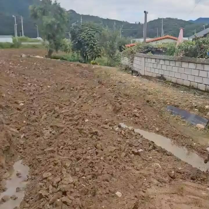 그래도… 풀숲에 안간게 어디야😮‍💨
흙탕물을 왜 마셔⁉️

눈 앞에 안 보이면 불안한 멍멍이 (랑이)