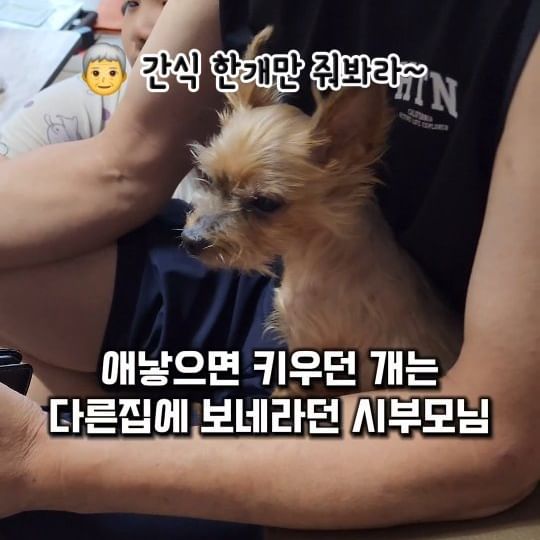 강아지는 아이와 같이 키우면 안좋다며
애기 낳으면 딴집으로 보네라던 
시부모님이였는데 말입니다? 🤔

현관문 하나 사이로 마주보고 산지 12년차!

이제는 저희집만 오시면 
제일먼저 초코 간식부터 찾으시고
며느리 몰래 미역국이나 무소고기국에서
소고기 골라내서 던져주기 바쁘신
시부모님이시랍니다~🤭

분명 하나만 주신다고 해놓고선
몰래몰래 자꾸 더 주셔서 시부모님만 왔다가시면
초코의 배는 뽀오올록~ 🐶
초코가 시부모님만 오시면 흥분하는 이유가 있죠? 🤣

근데... 아부지~
며느리 간식은요? 🤭

#시아부지사랑 은 #강아지
#시어머니사랑 은 #요크셔테리어
#며느리도사랑해주세욤 #🤭 

처음에는 결사반대 & 부정적이시다가
다른식구보다 더 좋아하는 부모님! 
저희집만 이런가요? 🤣