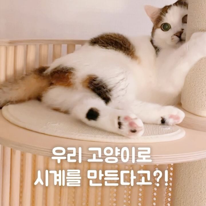 여러분 기절템 하나 소개합니다 🥹🥹🥹
집사님들의 지갑을 탈탈 털어갈 아이템!

주문제작 고양이 시계🐱🩷🐱🩷
저희집 고양이 얼굴, 배, 꼬리 사진 왕창 보내드리면
컬러, 무늬 똑같이 만들어서 주시더라구요🫢🫢

저는 시계로 선택했는데 거울도 있고, 발바닥 러그도 있고
다양한 제품을 우리집 고양이랑 맞춰서 주문할 수 있어요!

땅콩 디테일 너무 귀엽죠? 🥜 ㅋㅋㅋㅋㅋㅋㅋ

시계 주문제작은 @goods_dora 에서 가능합니다 !

리뷰 의무없는 단순 선물입니다✌🏾

#규리집꾸미기 #고양이와사는집 #펫테리어 #고양이시계 #인테리어소품 #방꾸미기 #벽꾸미기