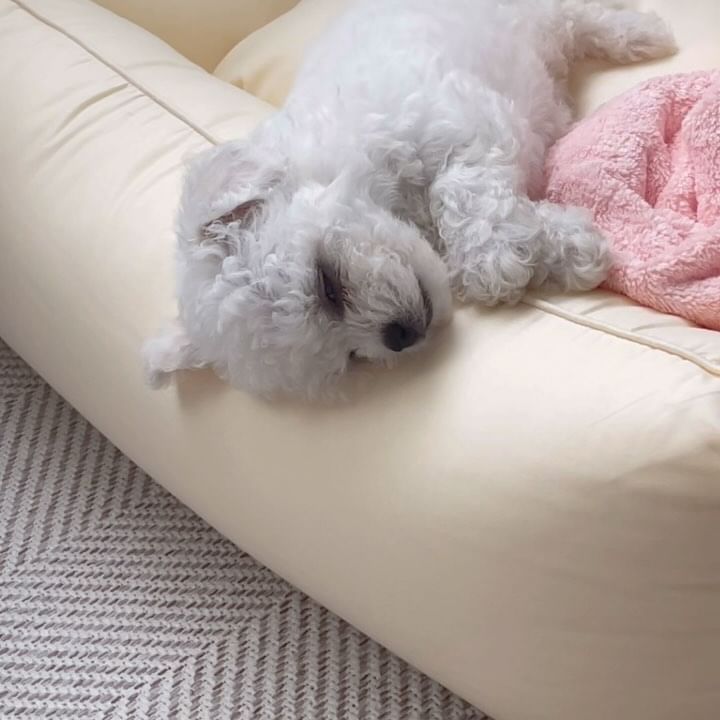 🐶잠꼬대하는 아기바니🤎

#릴스 #릴스타그램 #강아지릴스 
#비숑 #비숑프리제 #비숑스타그램