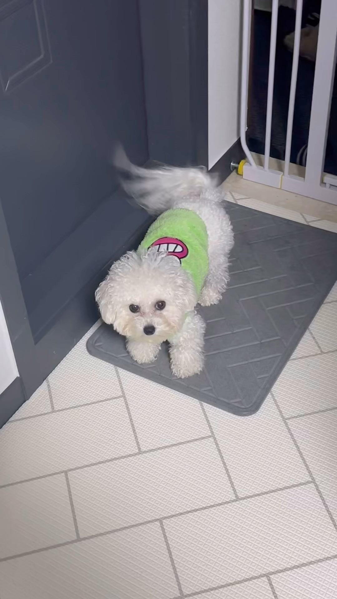 💖

바니야 산책갈까 ?? 바니 산~책~? 
하면 무표정으로 꼬리만 흔드심🐶

막상 나가면 걷지도 않는 -_-
#개춘기 #1살 #비숑 #미니비숑 #개린이