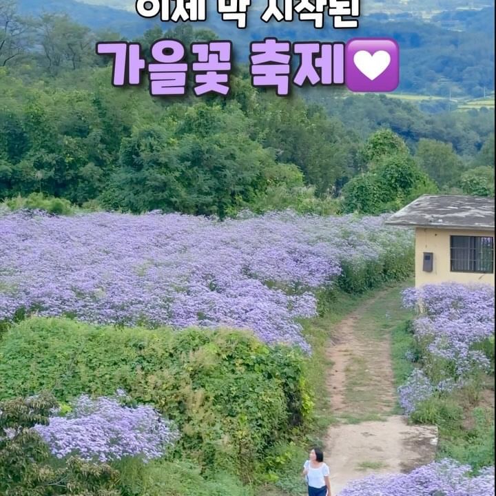 💟문경 봉천사 개미취축제
📍위치 : 경북 문경시 호계면 봉서2길 201
🗓️축제일정 : 9월 15일 ~ 10월 15일
💰입장료 : 성인 10,000원 (도토리묵&매실차 제공)
단체(15인 이상) 8,000원 / 미취학 어린이 무료
🅿️주차장 매우 협소
♿️유모차・휠체어 경사진 언덕이많아요. 추천❌
🐶반려동물 동반불가
.
#여행 #국내여행 #가을꽃축제 #가을여행 #가을꽃구경 #문경가볼만한곳 #경북문경갈만한곳 #봉천사 #봉천사개미취 #봉천사개미취축제 #문경봉천사 #문경개미취축제 #문경가을여행 #개미취축제 #문경여행 #부모님과갈만한곳