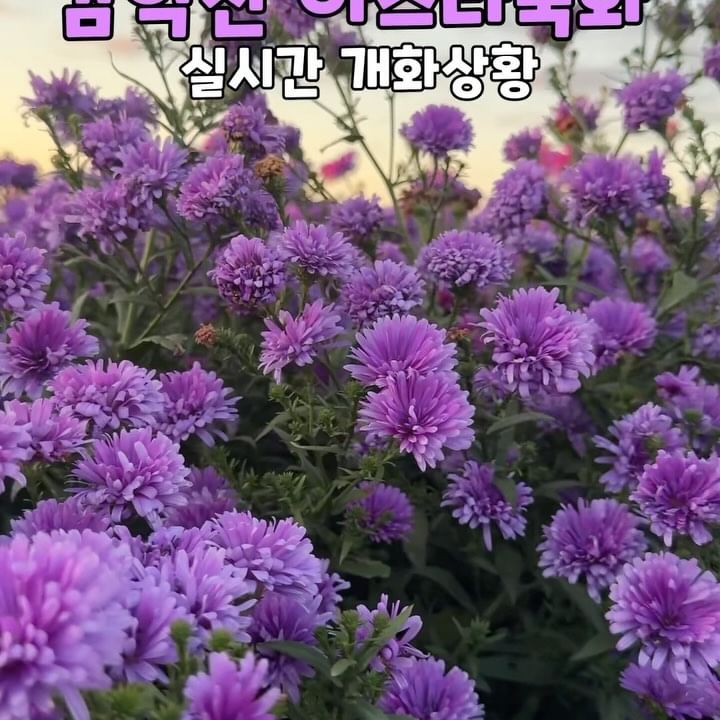 📍감악산 아스타국화 축제
■위치-경상남도 거창군 신원면 덕산리 산57
(내비에 거창 별바람언덕 검색)
■2024 축제 운영기간/9월 13일 ~ 10월 13일
■1주차장 - 축제장 옆에 위치
2~4주차장 - 셔틀버스 이용가능
■반려동물 동반 가능(리드줄 착용)
■휠체어・유모차 이동 어려움
.
#여행 #국내여행 #거창가볼만한곳 #거창아스타국화축제 #감악산아스타국화축제 #거창별바람언덕
#아스타국화축제 #거창가을여행 #경남가을축제 #경남꽃축제 #거창꽃축제 #거창아스타국화 
�