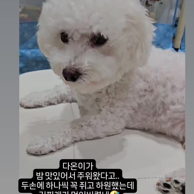 #개린이일상 #개린이그램