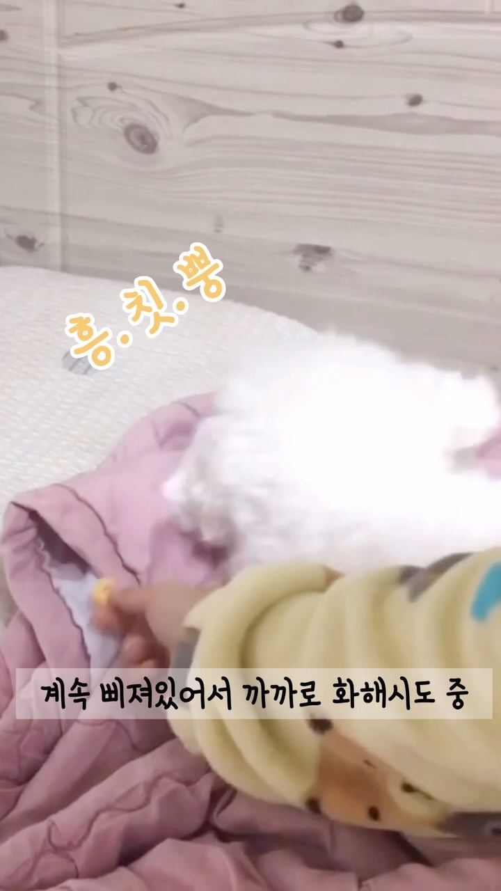 귀청소를 첨해봐서 당황했던 3살 아기 강아지 찌로찌ㅋㅋ #개삐짐