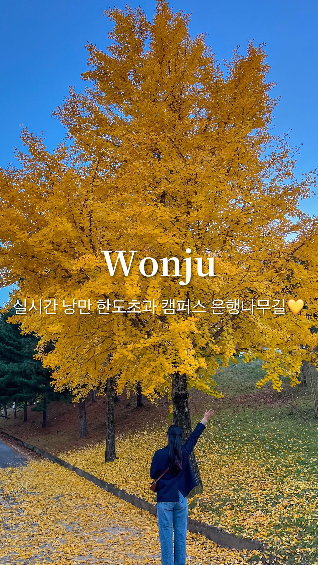 (저장) 실시간 낭만 한도초과 캠퍼스 은행나무길💛

캠퍼스+은행나무길 조합은 낭만 그 자체😳
지금 원주 연세대 캠퍼스 은행나무길은 노랗게 절정을 
맞이했는데요! 아직은 풍성한 나무가 많고 은행비는 조금씩 
내리는 중이에요💛주말에 다녀왔더니 옐로카펫까지 깔려있어서 더 예쁘더라구요! (은행 쿰쿰한 냄새는 좀 나는 편이에요)

대부분 차도따라 이어진 은행나무길에서만 사진 찍고 가시는데 
캠퍼스 구석구석에 더 크고 풍성한 은행나무가 많더라구요🙌🏻
여유있으신 분들은 건물 뒤편이나 사이에 있는 은행나무도 
놓치지 마세요!!

저는 노을질 무렵에 방문했는데 해는 없지만 오히려 낭만적이고 
밤이 되니 가로등도 켜져서 더 예뻤어요! 다음 주까지는 비만 
안 온다면 은행비 맞으며 사진 찍기 좋을듯합니다💛

🎥2024.11.02

📍연세대학교 미래캠퍼스
강원 원주시 연세대길 1 연세대학교
🅿️주차 가능

@a.0_daily 팔로우 하시고 실시간 여행 꿀팁 확인하세요 ◡̈
