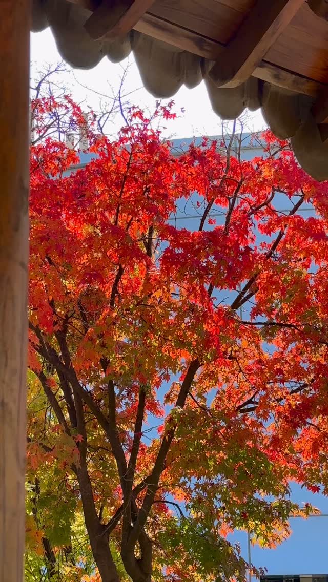일상 속 가을 모음 🍁🍂