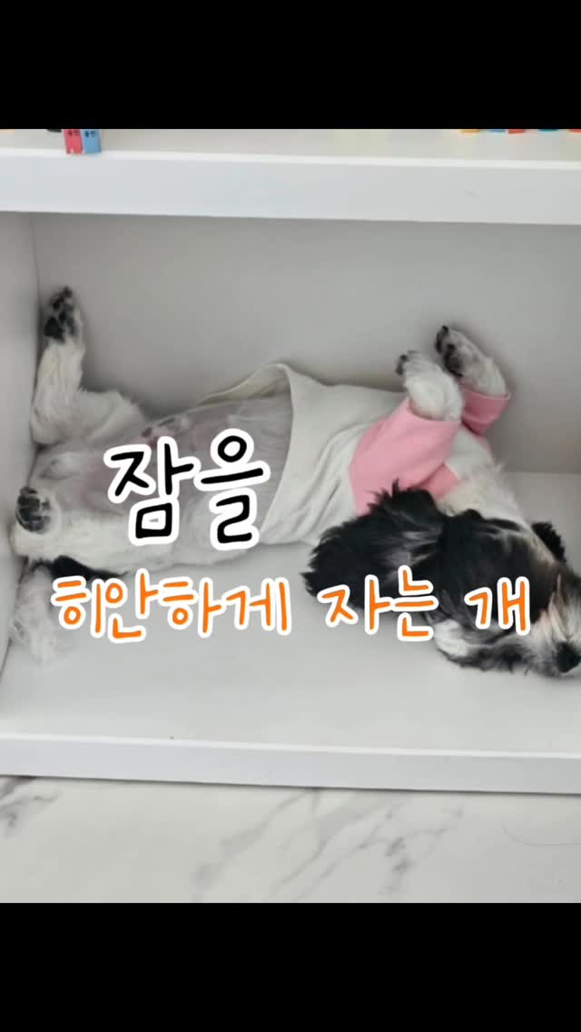 #히안하게자는개 #우리집개 #만두

잠자는 폼 보소.. 트기하다 트기해 🤦‍♀️
누가 일부러 저렇게 재우는 것도 아닌데
스스로 저리 잔다는게 매일 볼때마다 신기하다 🙄

등만 대면 어디든 그냥 자나보다
안전문에 껴서 잘때부터 보통놈 아니다 싶었는데
이젠 책장에 구겨져서도 자네.. 😑

우리집 식구들은 보통은 없는 듯
뭐든 하나씩은 히안한 구석들이 있네
_
#일상 #애개육아 #말티푸 #견스타그램 #개육아
#소통 #dog #말티푸스타그램