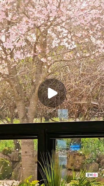 벚꽃비가 흩날리는 순천 상사에서❤️