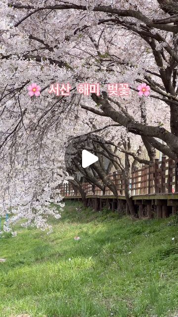 🌸 서산 해미천 벚꽃 🌸

이곳은 일본은 아니고 대한민국 충청남도 서산시 해미입니다!
벚꽃시즌에 축제도 하는데 여기서 벚꽃구경하고
해미읍성도 가보고 내년에 한 번 가보세요!
-
#벚꽃 #벚꽃명소 #해미천 #서산벚꽃 #cherryblossom