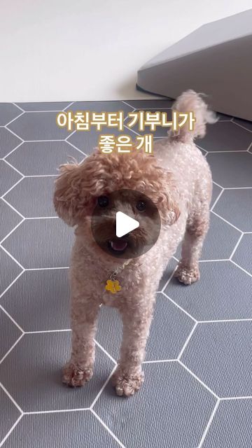 아침부터 기부니가 좋은 기여운 개🐶
.
.
#강아지릴스 #강아지 #릴스 #일상 #멍팔 #꼬리콥터 #도토리 #푸들 #푸들스타그램 #멍스타그램 #멍멍이 #귀여운개 #소통 #맞팔 #좋반 #데일리 #poodle #dog #daily #lfl