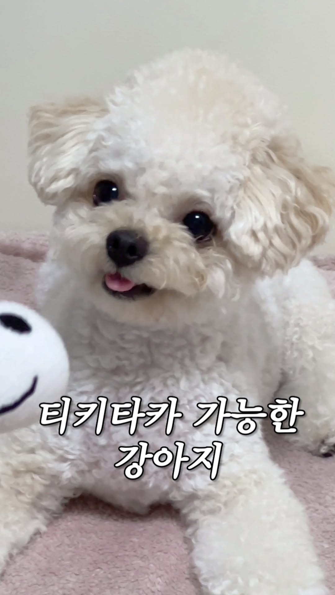 티키타카되는 멈무 봤어?

환상의 듀오💛
엄마랑 미쳐버린 케미ㅋㅋㅋ

🐶 몽이가 귀엽다면 좋아요와 팔로우!
💛 귀여운거 좋아하는 친구에게 공유!