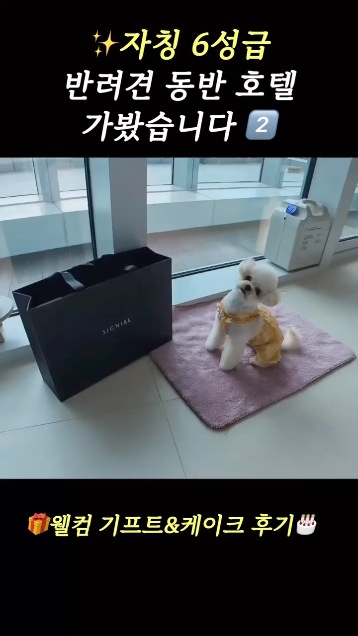 ✨자칭 6성급 반려견 동반 호텔 어메니티?!
 
몽이랑 다녀온 초호화 호캉스!
시그니엘 부산에서 받은
웰컴 기프트와 케이크 후기를 담은
2탄으로 돌아왔어요🐾

🏨 시그니엘 부산(5성급)
: 부산 해운대구 달맞이길 30

🎁 펫객실 전용 웰컴 기프트

- 슬리퍼 장난감(뾱뾱이)
- 강아지 안대(장난감 겸용)
- 시그니엘 가운(똑딱이로 쉽게 입혀요)
- 넉넉한 크기의 산책가방🩵
(어깨끈으로 2way 활용 가능👍🏻)
- 강아지 칫솔 & 치약
- 산책 필수템 풉백💩

🎂 커스터마이징 웰컴 케이크

- 사전조사를 통한 커스텀 제작
(체크인 며칠전에 미리 전화가 와요!)
: 성분 안내 및 알러지 여부에 따른 맞춤형 케이크❣
- 쿠키 레터링 서비스
: 영문 5글자까지 가능해요 :)
- 기호성 좋은 맛!
: 몽이도 환장하고 먹었어요😋

더 자세한 후기는 프로필 링크를 참고해주세요💛
➡️ '강아지랑 2박3일 초호화 호캉스'

🐶 반려견 동반관련 정보를 보고싶다면 좋아요와 팔로우!
💛 몽이네 정보가 도움이 됐다면 친구에게 공유!

#강아지 #강아지동반 #반려견동반 #반려견동반호텔 #반려견동반숙소 #부산숙소 #시그니엘부산 #시그니엘 #시그니엘펫캉스 #펫캉스 #멍캉스 #호캉스 #어메니티 #웰컴기프트 #커스텀케이크 #선물