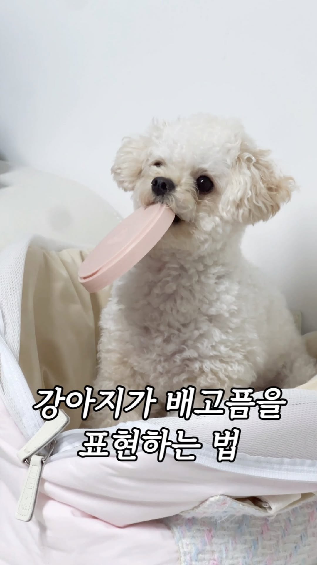 자기주장 확실한 강아지🤭

배고프니까
밥 내놔.

밥그릇으로 시위하는건
어디서 배웠서,....

🐶 몽이가 귀엽다면 좋아요와 팔로우!
💛 귀여운거 좋아하는 친구에게 공유!

#강아지 #강아지릴스 #강아지밥 #강아지밥그릇 #밥달라고 #시위중 #말티푸 #몽이