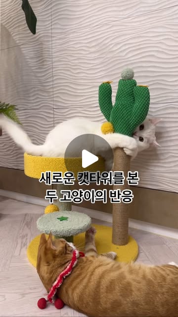 미미코코 | #광고 원래 장난감도 낯을 많이 가리는데 예쁜 미니 캣타워에 둘 다 관심 폭발😆 전에 있던 거랑 달리 흔들리지 않아서 너무 좋아해요! 🥰❤️ #꽁냥꽁냥제이 #고양이스크래쳐 #고양이캣타워 #고양이장난감 #고양이스크래처 #고양이릴스 #고양이합사 #고양이일상 | Instagram