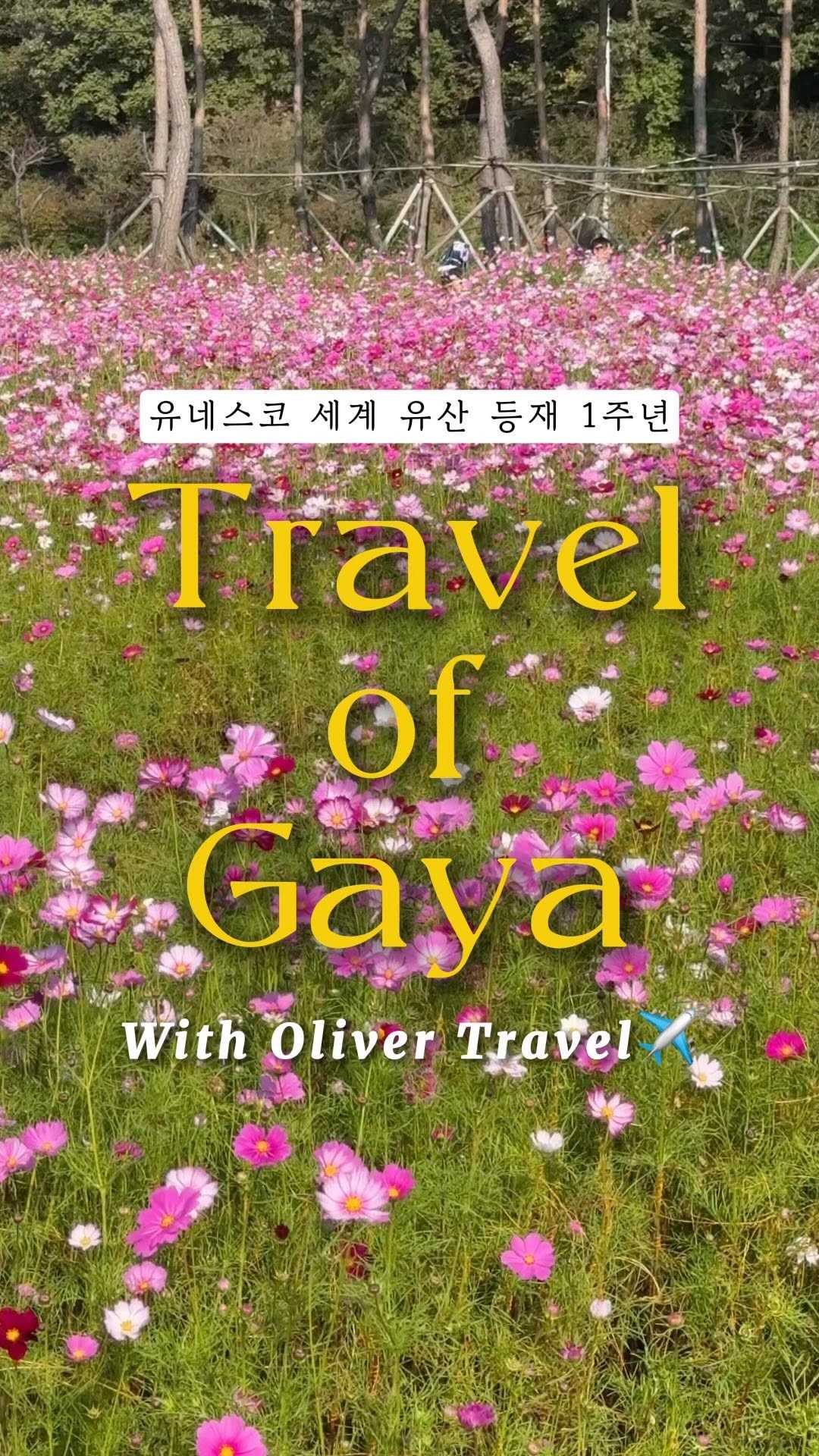 올리버 여행기X가야 고분군 팸투어✨ 

너무나 유명한 여행 크리에이터 올리버님, 릴리님과 함께 가야 팸투어 다녀왔답니다!

가야 고분군은 작년에 유네스코 세계문화유산으로 지정되어 올해 1주년을 맞이했다고 해요☝ 
저는 옛 가야지역 중 하나인 고령 고분군 팸투어를 다녀왔는데요😄

너무 좋았던 장소들이라 추천드리고 싶어요~~

🌸 대가야 어북실 
📍 경북 고령군 대가야읍 헌문리
- 이 때까지 방문했던 코스모스 스팟 중 제일 넓고 예뻤던 곳🌸
코스모스 뿐만 아니라 핑크뮬리도 있어서 가을에 필수로 방문하셔서 예쁜 사진 건져오시는걸 추천드려요

🏛️ 대가야 박물관
📍 경북 고령군 대가야읍 대가야로 1203
- 가이드님께서 가야의 역사와 문화에 대해 이야기를 들려주셨는데 고분군의 의미와 그 안에 담긴 이야기를 듣는 동안 마치 시간 여행을 하는 듯한 기분이 들었답니다! 
트래킹하기전에 박물관을 먼저 방문해보시면 좋을거 같아요

⛰️ 지산동 고분군
📍 경북 고령군 대가야읍 지산리 
- 올라가는 길이 경사가 제법 있어서 살짝 힘들긴 했지만 힘들게 올라간만큼 주변의 풍경도 아름다웠고 커다란 고분을 보면서 옛 가야의 역사와 전통을 느낄 수 있어서 좋았어요
올라가실 땐 발이 편한 신발 신고 가시고 해질 무렵의 모습도 눈에 담고 오시는걸 추천합니다 👏🏻

@gayatumuli  @oliver_travel_  @oliver_lily_travel 

#국내여행 #고령여행 #가야고분군팸투어
 #가야고분군세계유산통합관리지원단 

----------------------

더 많은 여행 정보가 궁금하다면 
@hanadulset9421 팔로우🧡
자세한 후기가 궁금하다면 프로필 링크 클릭해서 블로그 방문🩷
#하나둘셋_고령 

----------------------
