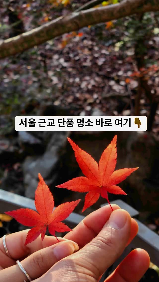 👉서울 근교 단풍 명소 🍂화담숲🍁

⭐️ 100% 온라인 예약

올해는 예약 간신히 해서 단풍 축제 마지막 주에 다녀왔지만,
그래도 성공! 너무 예쁜 단풍 풍경에 진짜 힐링 제대로☺️

올해 기준으로 9월 3째주 월요일에 예약 오픈 되던데, 참고 하셔서 내년엔 꼭 단풍 절정 기간에 모두모두 가보시길 추천 드려봅니다.👏 (예약이 정말 빨리 매진 되므로 빠르게 해야해요.)

#가을여행지추천 #가을여행 #늦가을🍁 #단풍축제🍁 #단풍명소🍁 #단풍명소추천 #서울근교여행 #서울근교 #단풍여행 #화담숲 #화담숲단풍축제