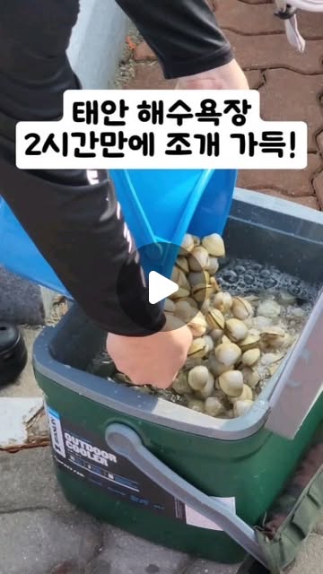 당일치기로 2시간동안 조개잡고온 후기 💕
.
.
연휴에 조개잡으러가고 싶다던 엄마의 말 한마디에 갑자기 결성된 새벽 조개잡이반(?)
물때를 검색해보니 오전 6~8시까지 조개잡기좋은 시간이더라구요!
낮엔 너무 더우니 더워지기전에 후딱 놀고오자?로 결정되어 다음날 새벽 5시에 집에 출발...💦💦

새벽에 일어나서 비몽사몽 이게 맞나?했지만...?
새벽이라 차도 안막히고, 사람도 별로 없고, 날씨도 덥지 않고, 무엇보다 조개가 너무 잘나와서 모두 만족하며 돌아왔어요 ☺

6살짜리 조카도 같이와서 조개캐고 놀고, 물놀이도하고~ 
애기들이랑 가도 돌도 없고, 빠지는곳도 없는 갯벌이라서 위험하지 않아서 좋았어요.

동죽은 해감이 워낙 어렵기로 유명한 조개라 해감하는데는 좀 힘들었지만, 오늘잡은 조개를 오늘 먹으니 완전 꿀맛!💖
.
.
.
#여름휴가 #태안 #태안해수욕장 #태안해루질 #태안조개잡이 #태안맛조개 #맛조개 #맛조개잡기 #조개잡이 #조개잡기 #해루질 #해루질체험 #갯벌체험 #몽산포해수욕장 #달산포해수욕장 #청포대해수욕장 #태안갯벌체험