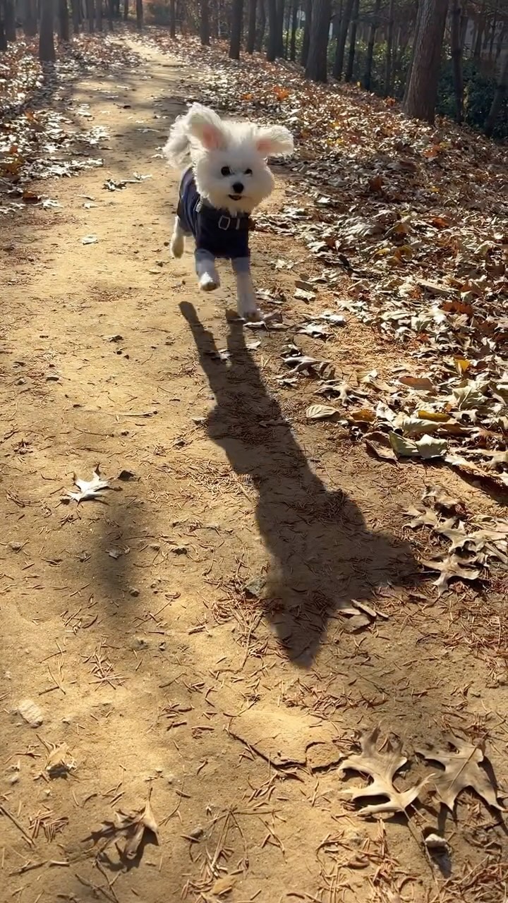 언제 어디서든 부르면 달려갑니다 🐾
(대신 까까한입 죠야함) 

⭐️ 양옆에 펜스 있구요 
오복인 콜링 가능하구요 
왕복 5분도 안 되는 작은 오솔길 입니다 
이른아침 아무도 없을때  뛰뛰 조금 했어요⭐️
#전설의강아지_김오복