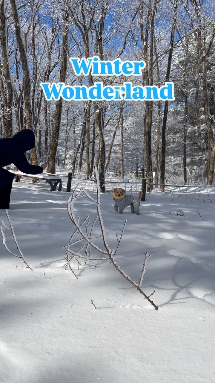 Happy winter wonderland❄️❤️

#winter #winterwonderland #겨울여행
#겨울 #강아지겨울 #poodle #dog