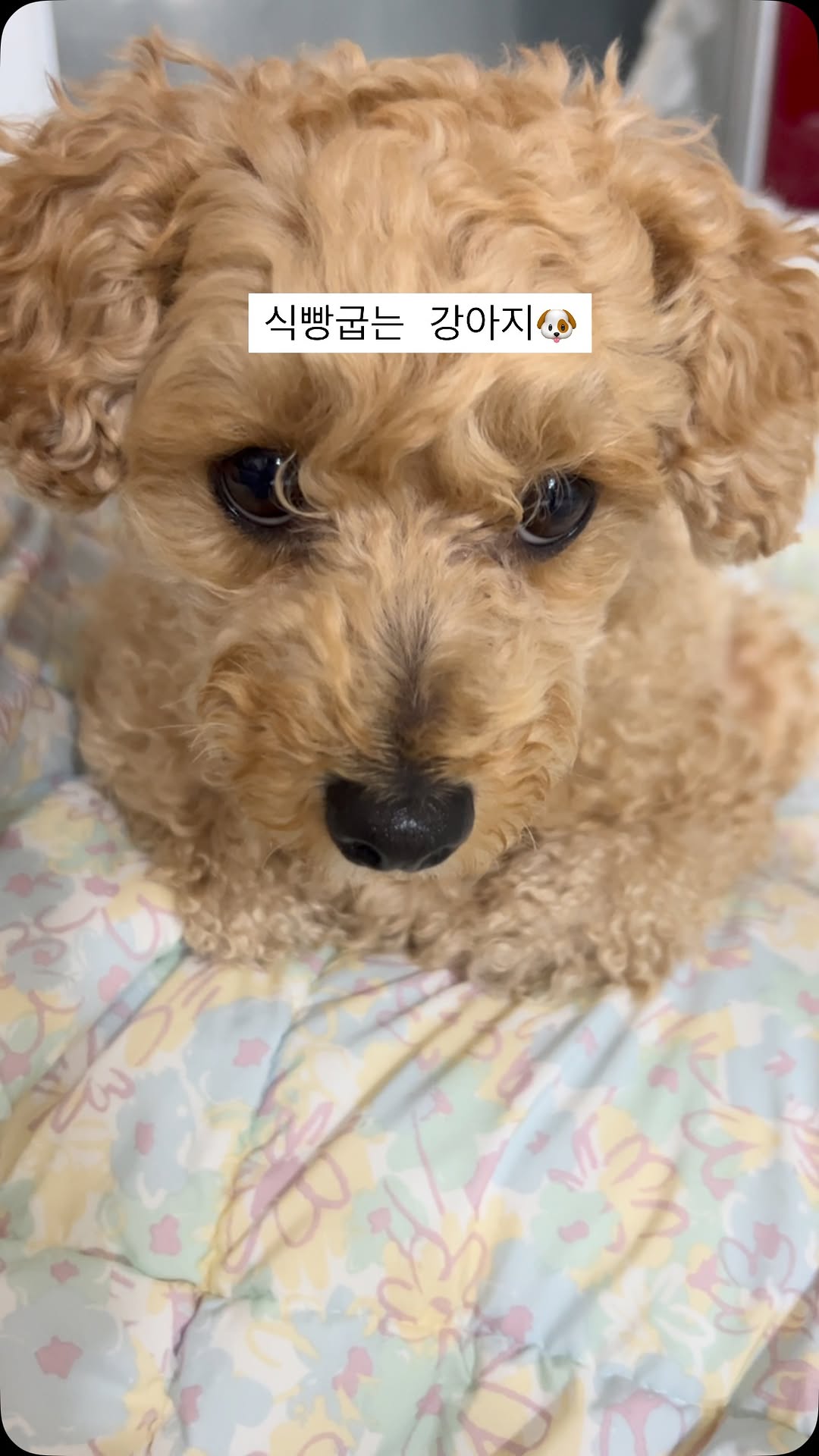 니가 고양이여 뭐여~