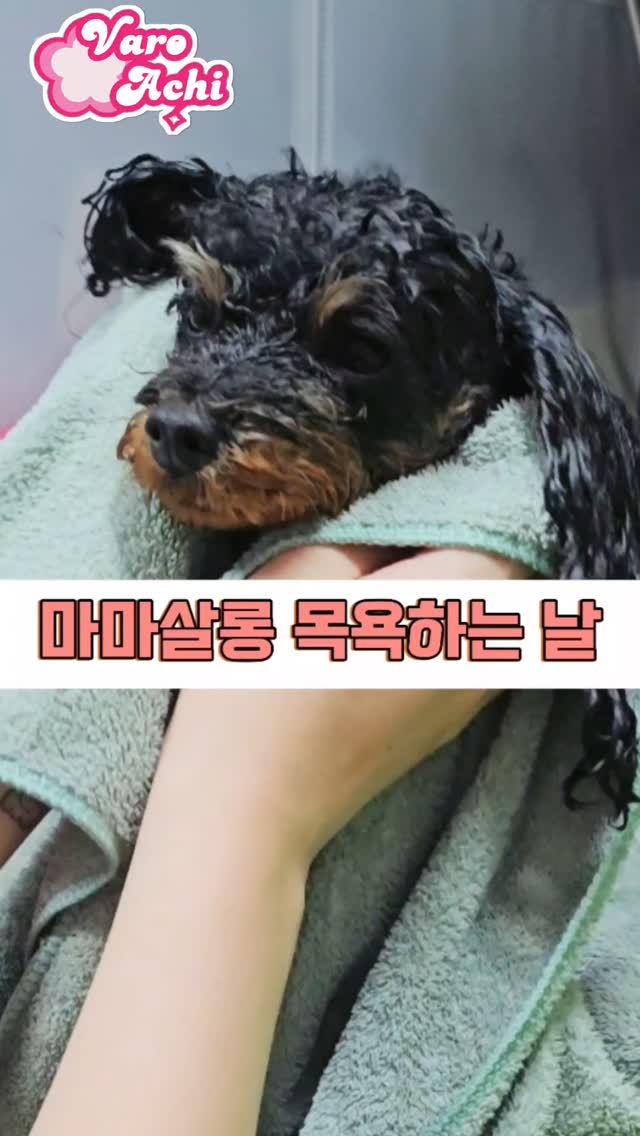 목욕하는날❤
기분이가 좋지않아😠

#강아지육아일기 #강아지모델_바로아치 #강아지모델 #강아지소통 #강아지일상 #강아지목욕 #목욕시간 #마마살롱