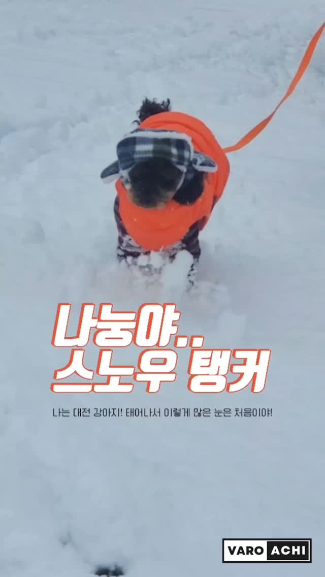 바로아치는 대전강아지라서..
이렇게 많은 눈을 볼 일이 없었는데 ㅠ
드디어 드디어! 태어난지 4년만에!!
다리만큼 높이 쌓인 눈을 만나 신나는 시간들을 보내고 있어요❤
⠀
⠀
#강아지육아일기 #강아지모델_바로아치 #강아지모델 #강아지소통 #강아지일상🐾 #눈쌓인아침 #눈산책 #눈오는날산책 #견생최초