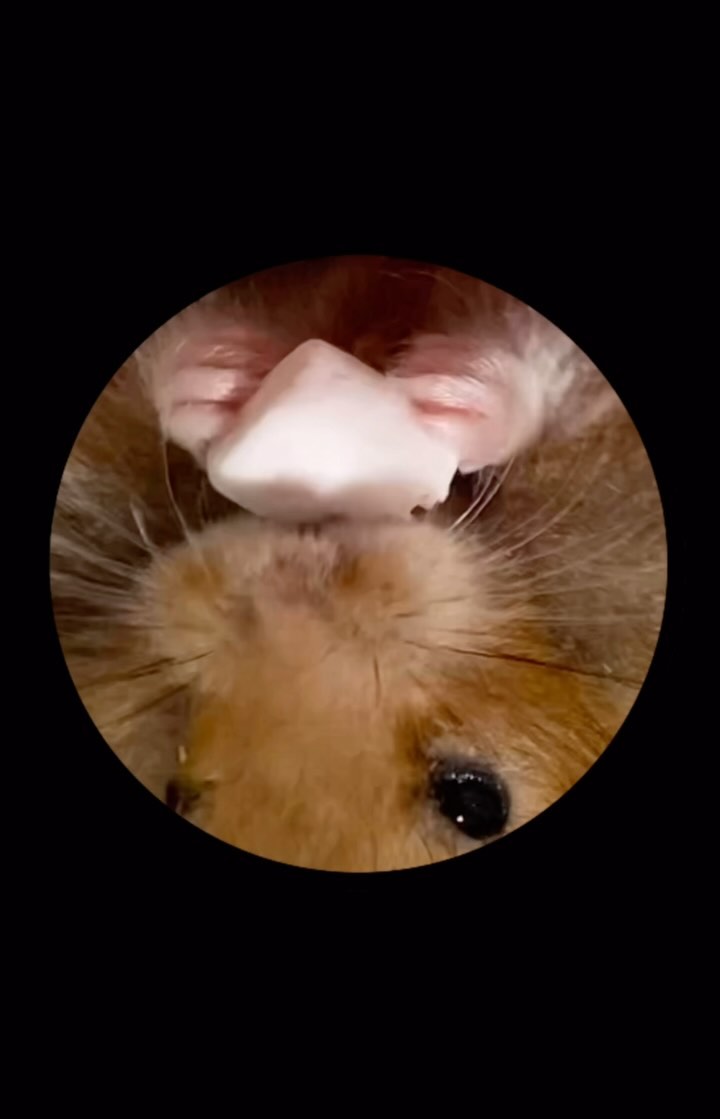 앗쉬...귀여운거 못참아 

#pedro #햄스터 #hamster