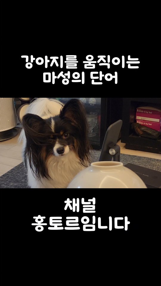 토르를 설레게하는 마성의 단어🍠
#귀여운강아지#홍토르임니다