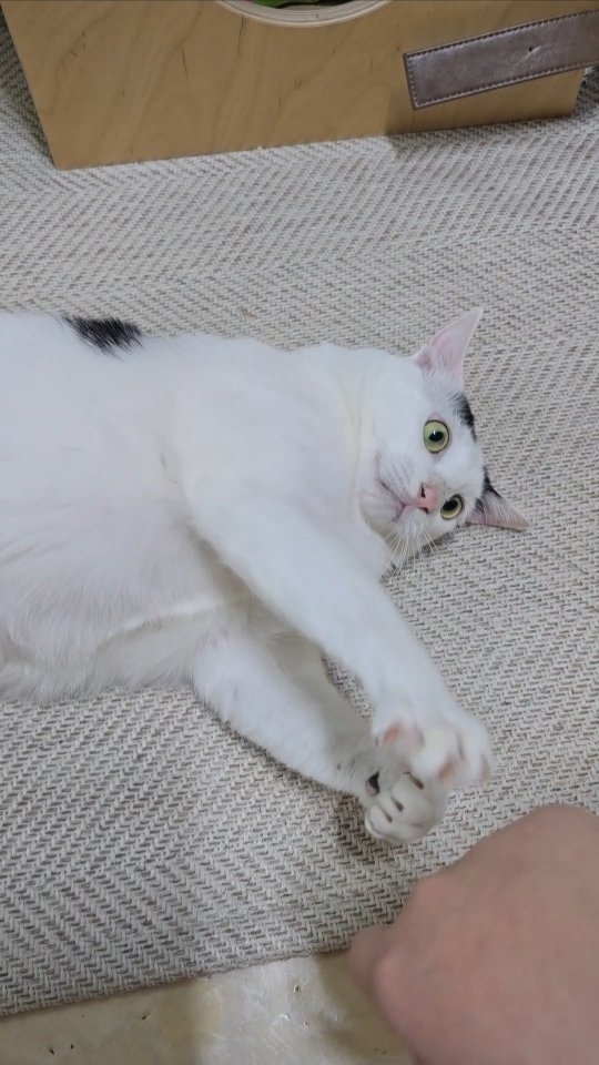 주말 안녕...👋

#냥스타그램 #고양이릴스 #고양이 #고양이놀아주기 #cat #catstagram #내이름은꽃님