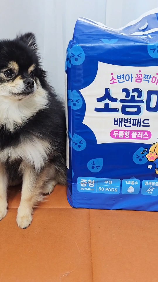 #협찬 #소꼼마

이번에 단단푸딩찹쌀이가 새로 써본 배변패드
바로 소변아 꼼짝마!! 랍니다 🤭

아가들 기저귀를 만드시던 노하루를
이번에는 강아지들 배변패드에~👍👍

소변 냄새도 잡아주고 바닥에 새는것도 없어서 
정말 편하더라구요 !!😘😘

특히나 아가들 기저귀처럼 논슬립 테이프가 있어서
위에서 찹쌀푸딩이가 뛰고 구르고
난리를 피워도 흔들림이 없어 
엄마는 행복행복 합니다~❤️

형광증백제를 사용하지 않은 미국산 천연 펄프를 사용하여 
패드가 찢어지지는 일도 없어 편해요 !!⭐️

반려견 강아지배변패드 소꼼마 추천드려요 🥰

✨️♪тнайк　чоц♪ - @sokkomma_official

#소변아꼼짝마 #강아지배변패드 #배변패드 #애견패드 #강아지스타그램 #멍스타그램 #강아지일상